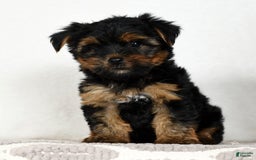 Yorkshire Terrier dogs for sale: Daisy - Image 8