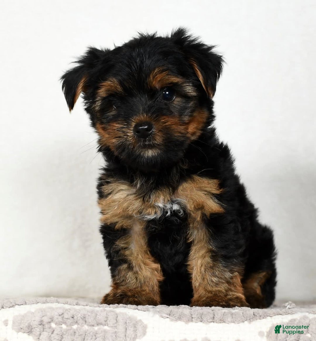 Yorkshire Terrier dogs for sale: Daisy - Image 8