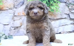 Mini Goldendoodle dogs for sale: Iris F1b - Image 4