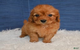 Cavapoo dogs for sale: Jacoby - Image 4