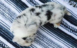 Australian Shepherd dogs for sale: Atlas - Image 1