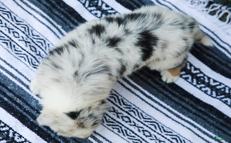 Australian Shepherd dogs for sale - Ad 2