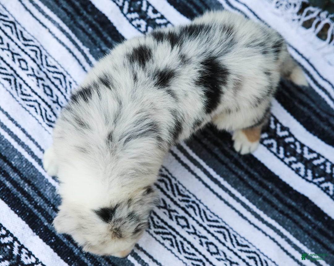 Australian Shepherd dogs for sale: Atlas - Image 1