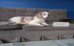 Cavapoo dogs for sale: Julia - Image 10