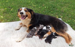 Australian Shepherd dogs for sale: Elliot - Image 10