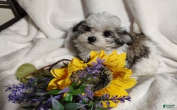 Maltipoo dogs for sale: Popeye - Image 3
