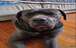 Cane Corso dogs for sale: Dark Pink - Image 4
