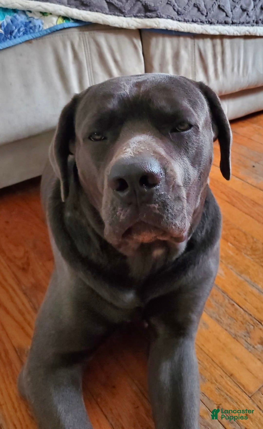 Cane Corso dogs for sale: Dark Pink - Image 4
