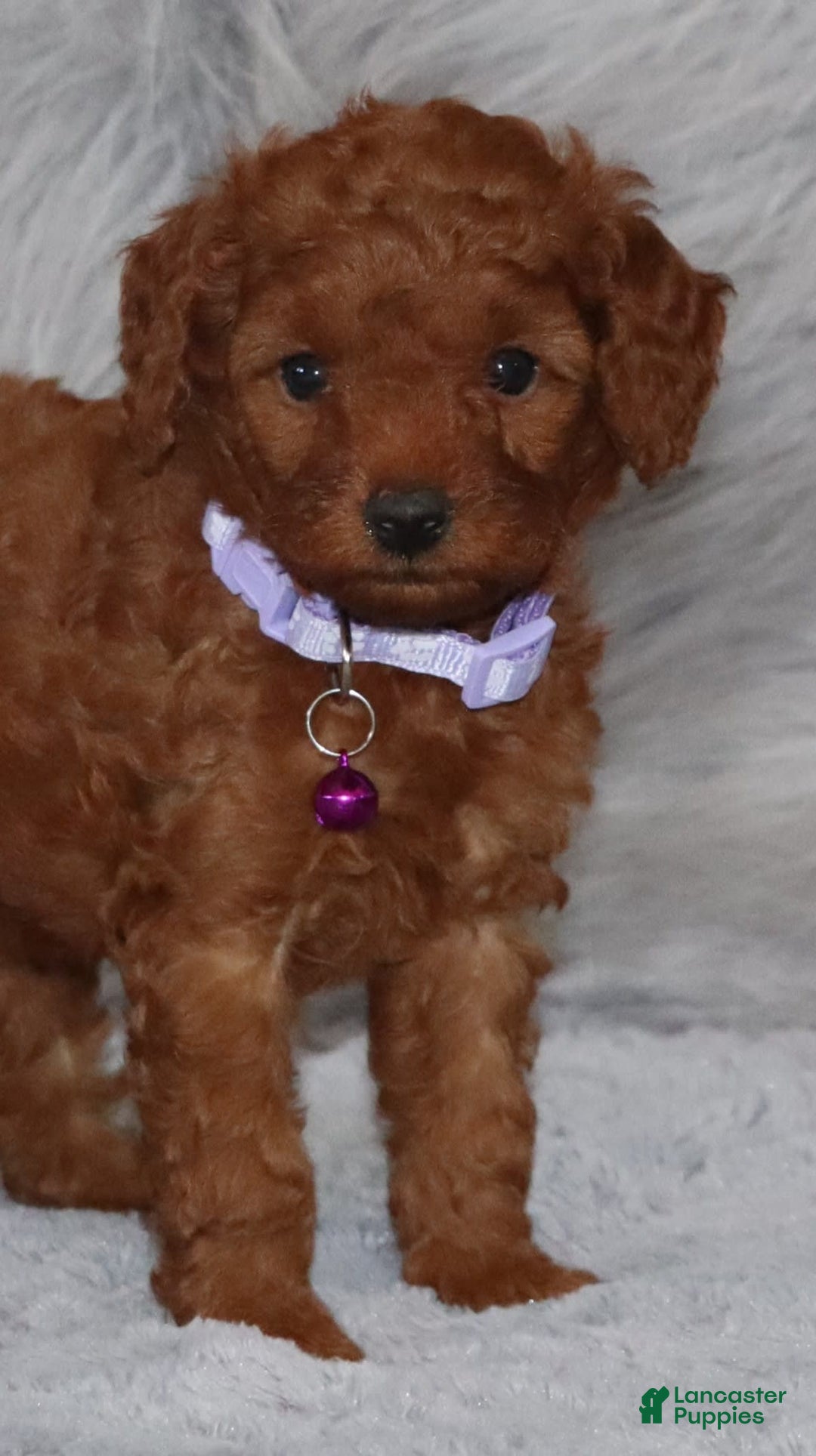 Mini Goldendoodle dogs for sale: Cami - Image 29