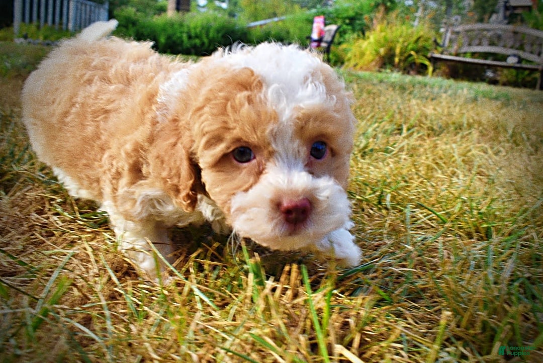 Havapoo dogs for sale: Jinga - Image 18