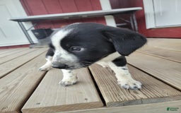 Australian Cattle Dog dogs for sale: Australian Cattle Dog 7 puppies - Image 2