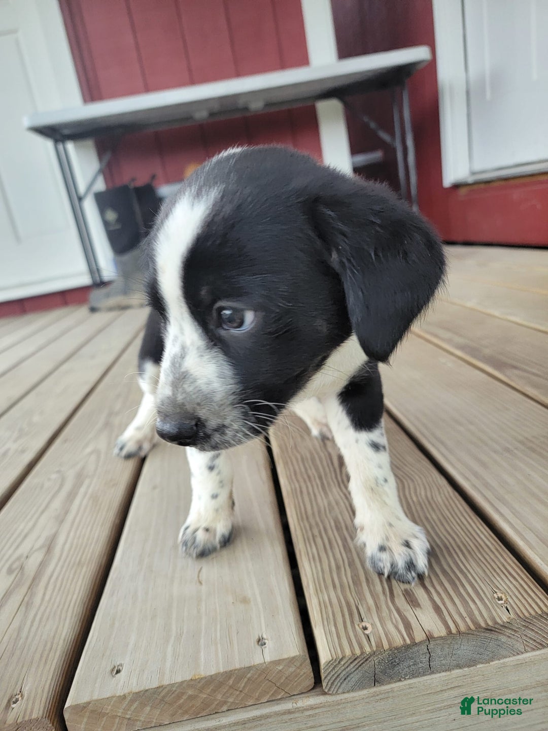 Australian Cattle Dog dogs for sale: Australian Cattle Dog 7 puppies - Image 2