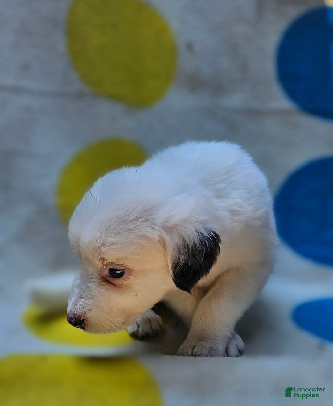 Border Collie dogs for sale: Grace - Image 13