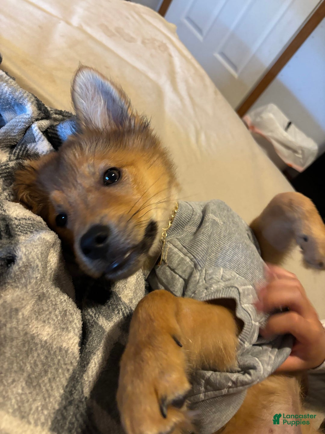 German Shepherd dogs for sale: Hachi - Image 8