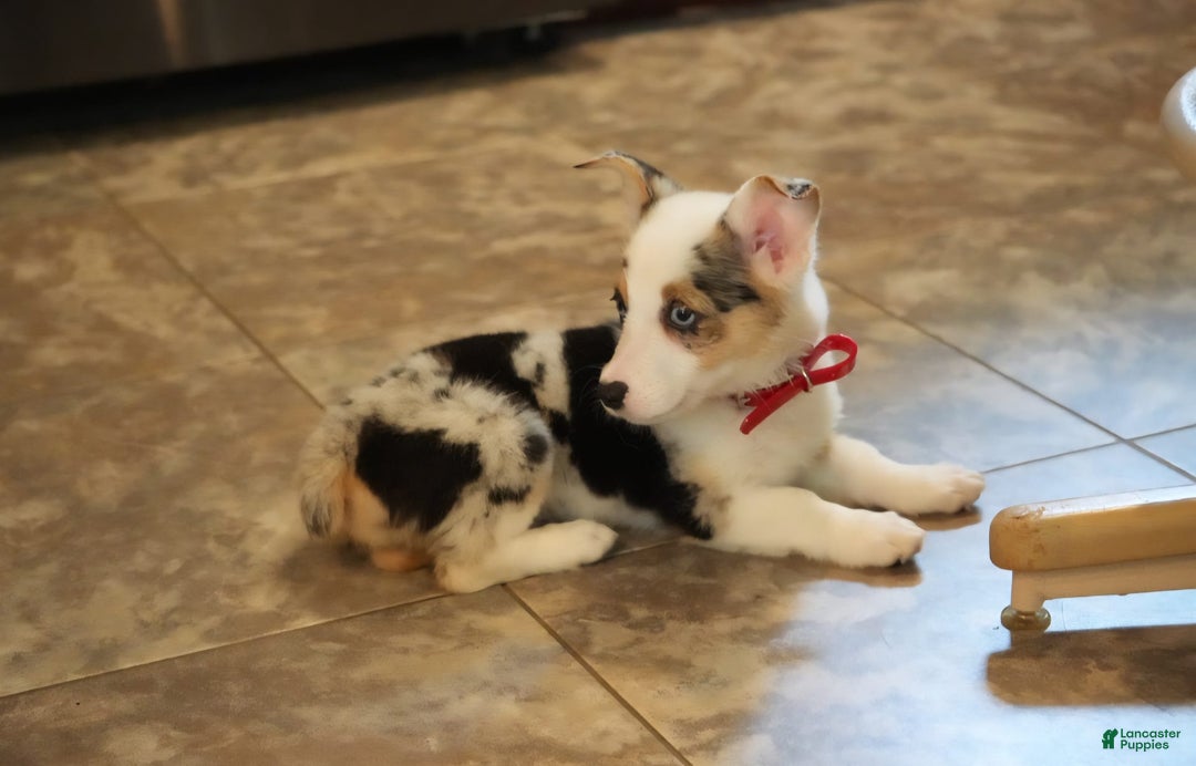 Welsh Corgi Pembroke dogs for sale: Mrs Red - Image 6