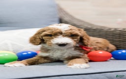 Standard Poodle dogs for sale: Mac - Image 1