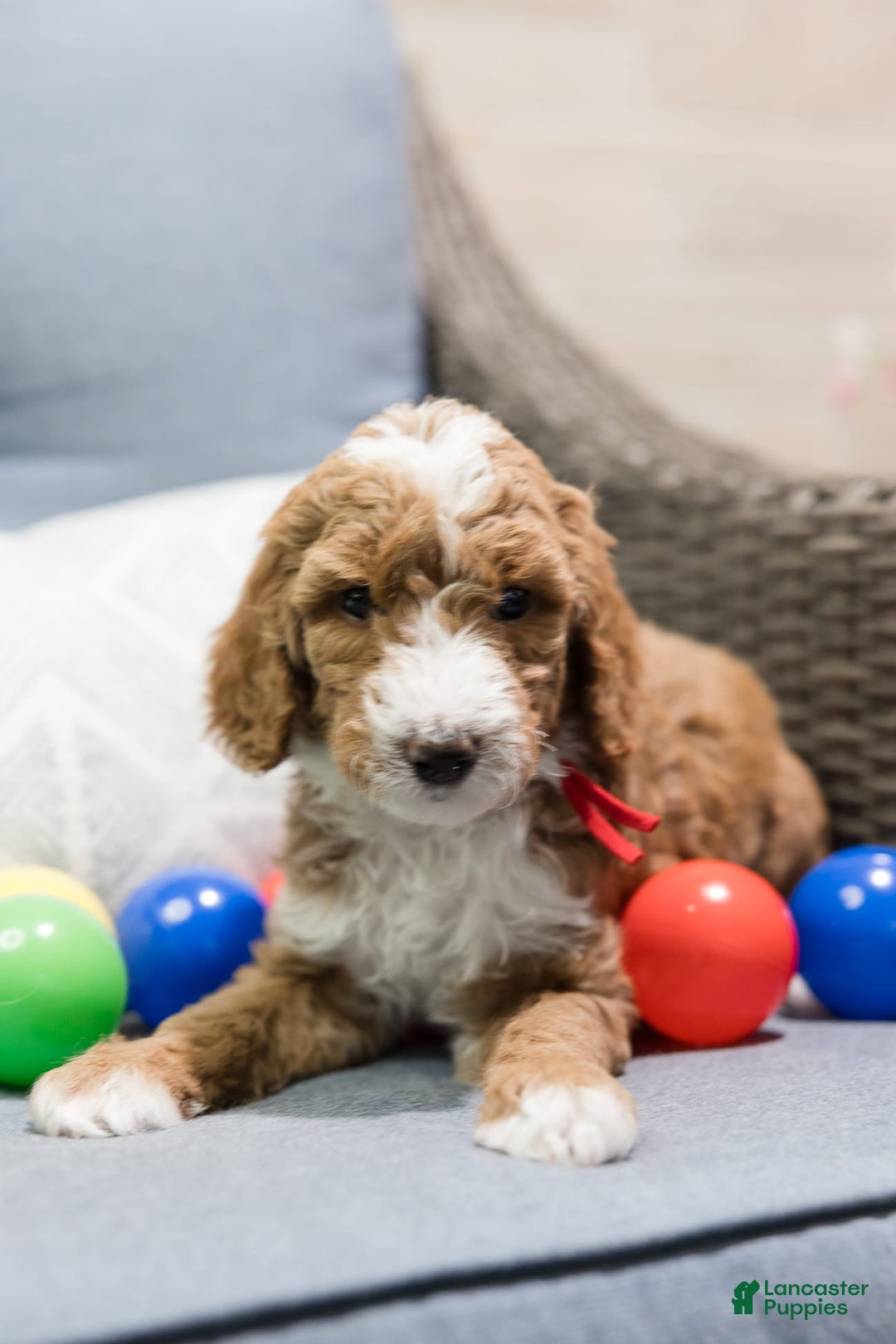 Standard Poodle dogs for sale: Mac - Image 1