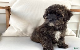 Havapoo dogs for sale: Rocky - Image 3