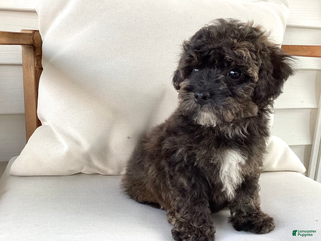 Havapoo dogs for sale: Rocky - Image 3