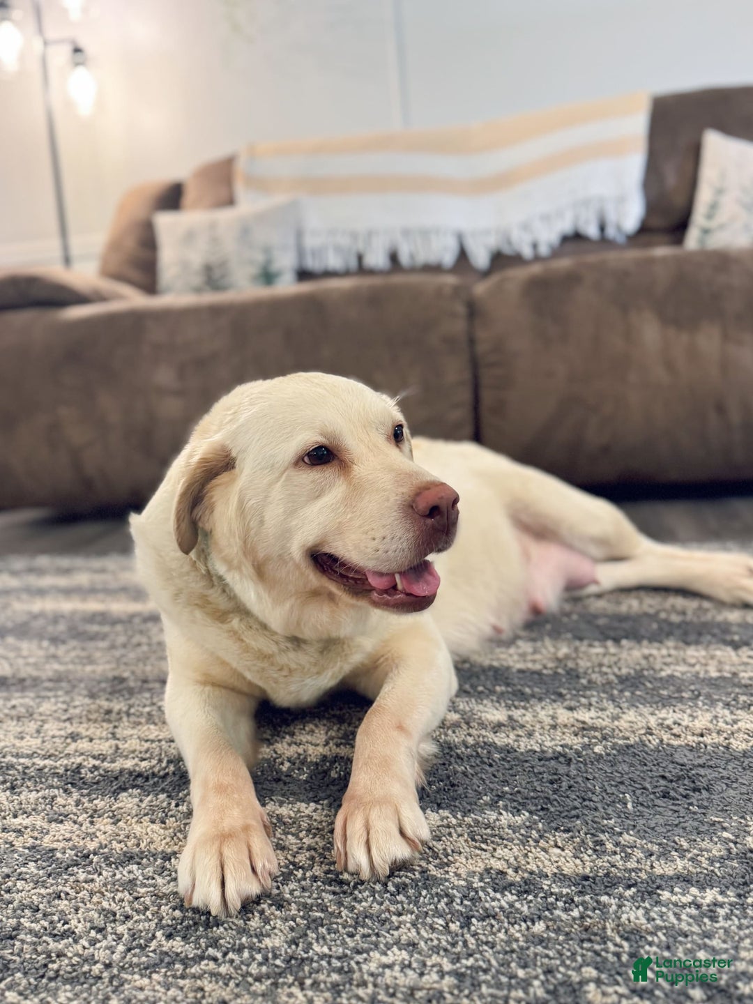 Labradoodle dogs for sale: Caramel - Image 12