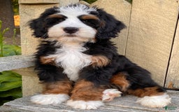 Mini Bernedoodle dogs for sale: ❤️ Boston Ma ❤️ Mini Bernedoodle - Image 26
