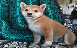 Shiba Inu dogs for sale: Jupiter - Image 2
