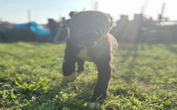 Central Asian Shepherd dogs for sale: archer - Image 4