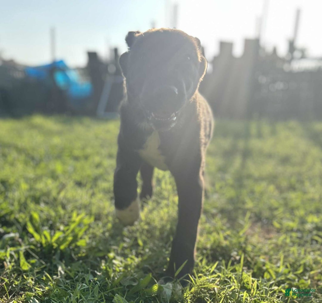 Central Asian Shepherd dogs for sale: archer - Image 4