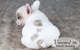 French Bulldog dogs for sale: Vincent - Image 4