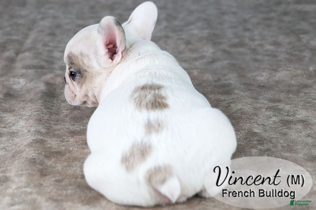 French Bulldog dogs for sale: Vincent - Image 4