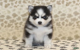 Pomsky dogs for sale: Cj - Image 4