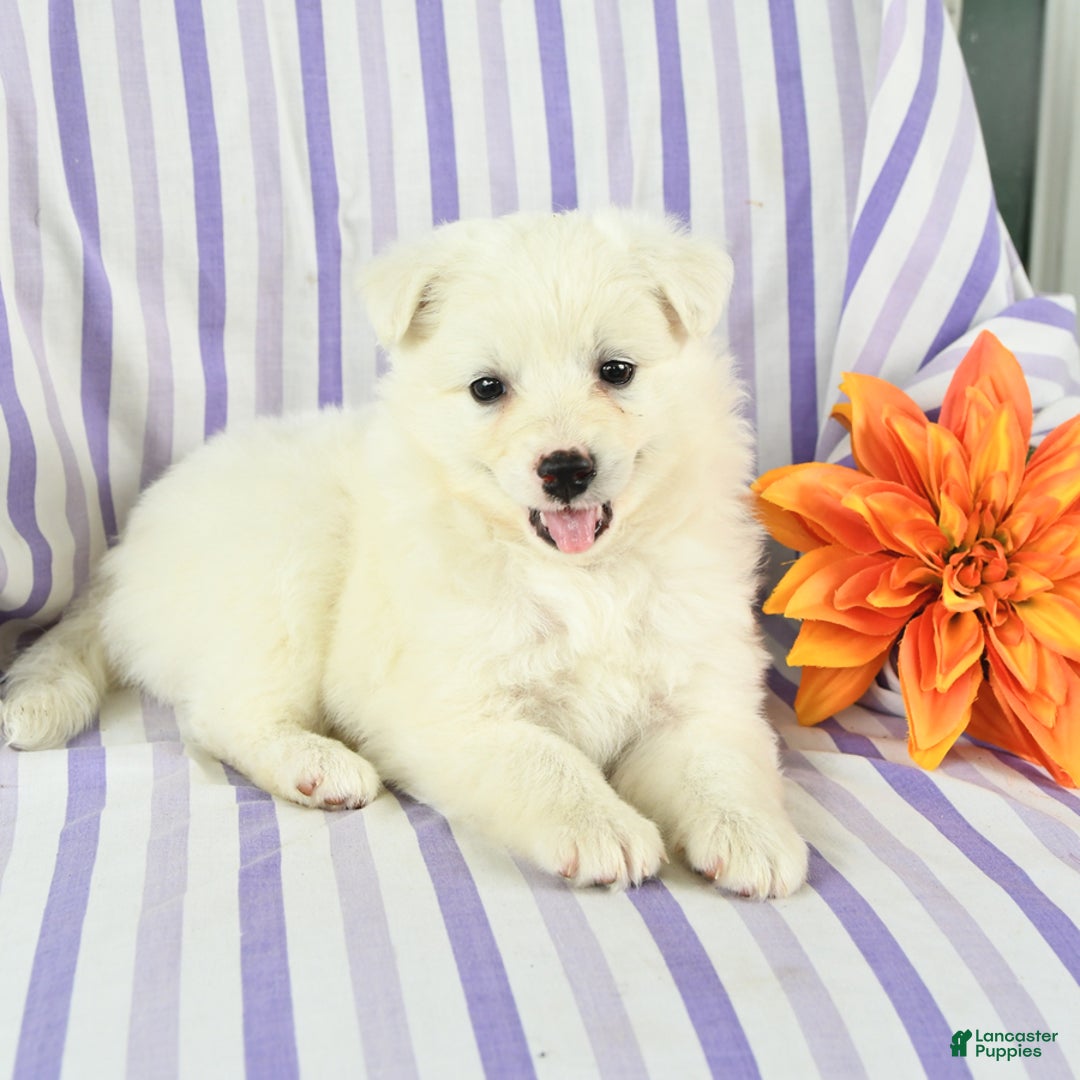Eskipoo dogs for sale: Miss - Image 3