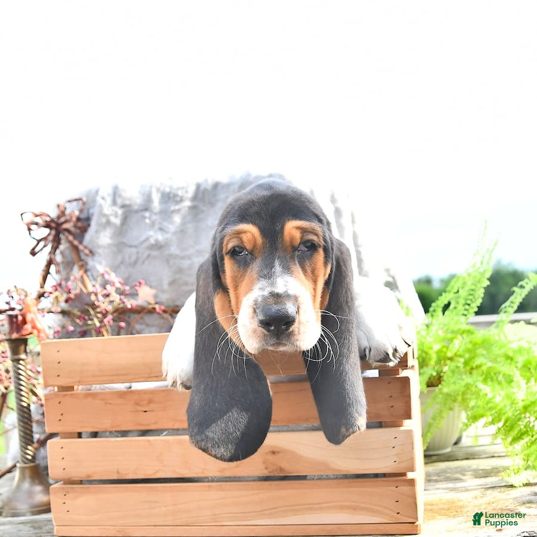 Basset Hound dogs for sale: Shanda - Image 15