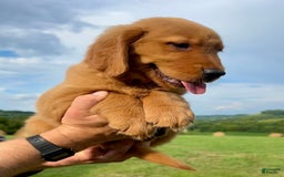 Golden Retriever dogs for sale: Clifford - Image 12