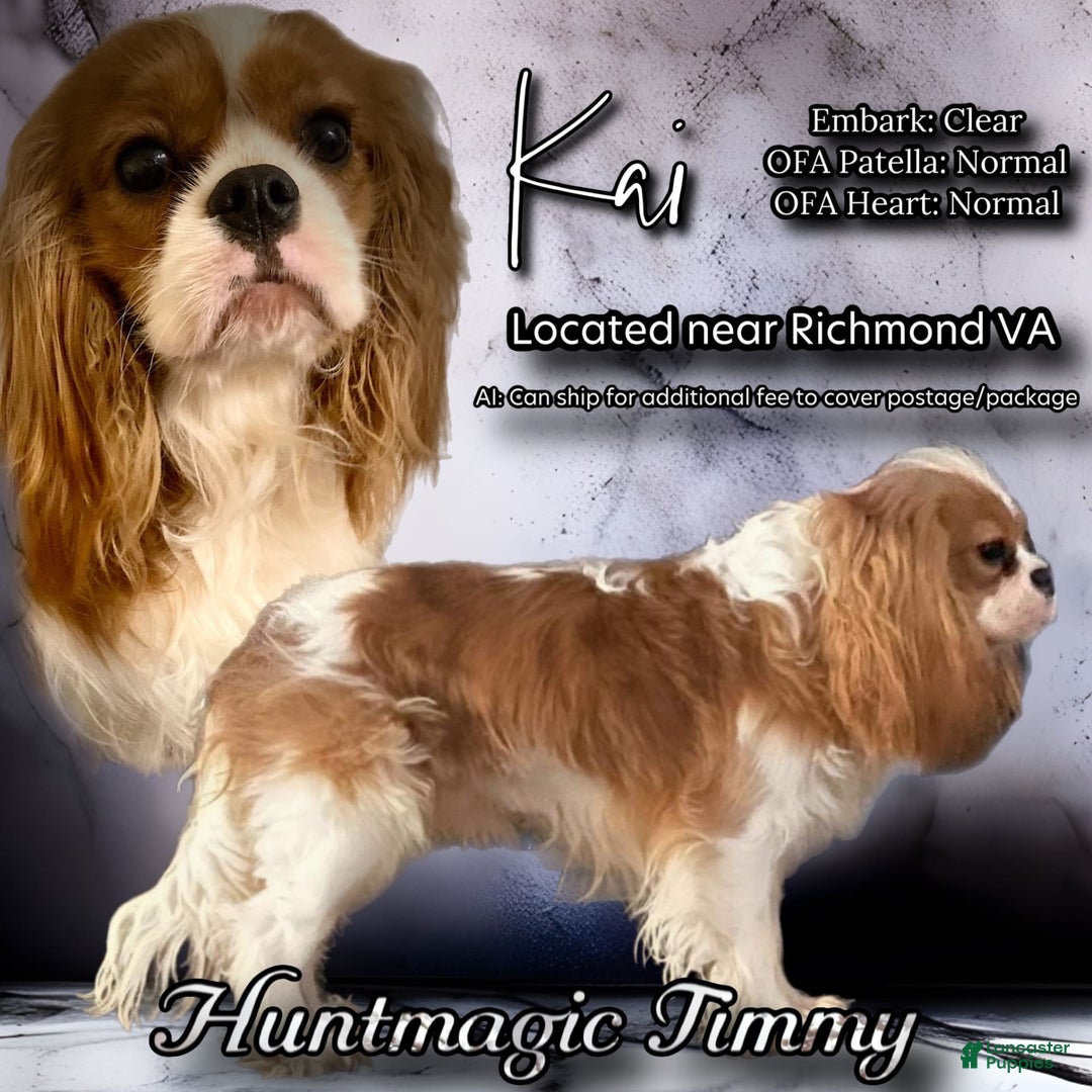 Cavalier King Charles Spaniel dogs for stud: Kai - Image 1