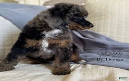 Standard Poodle dogs for sale: Adam - Image 1
