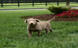 Labrador Retriever dogs for sale: Phoenix - Image 5