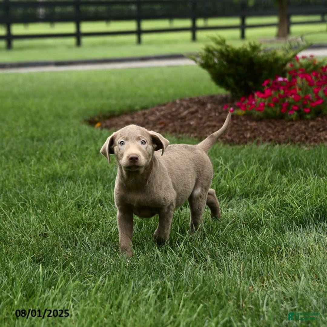 Labrador Retriever dogs for sale: Phoenix - Image 5