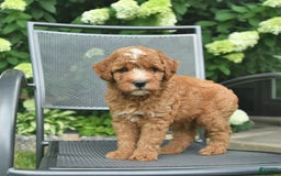 Mini Goldendoodle dogs for sale: Leo - Image 2
