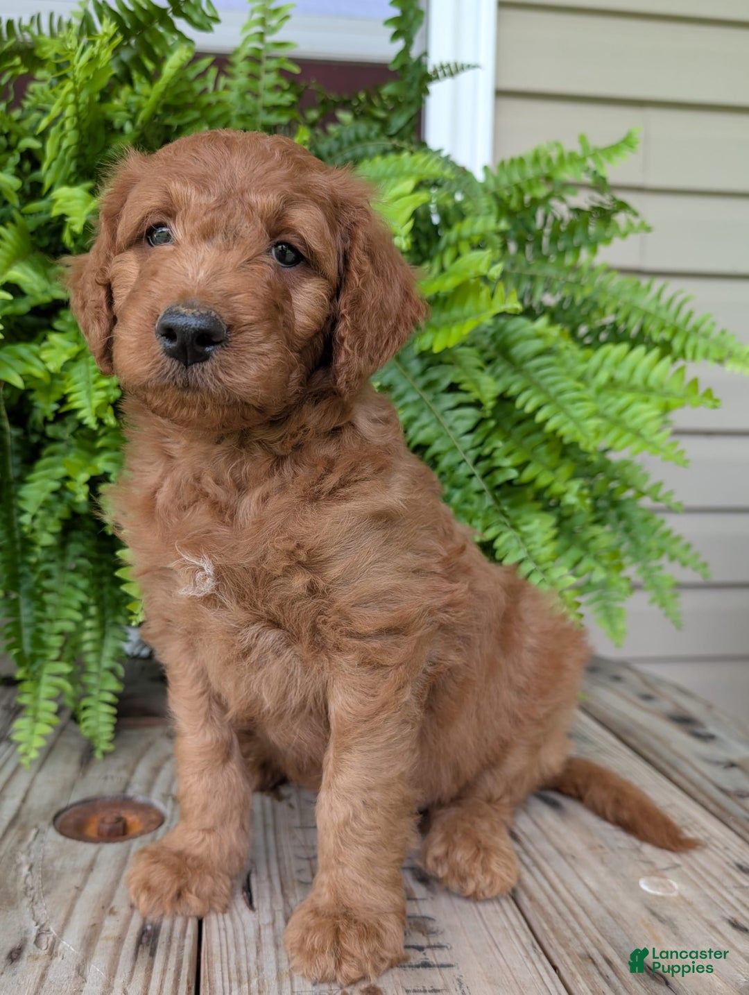 Goldendoodle dogs for sale: Dash - Image 8