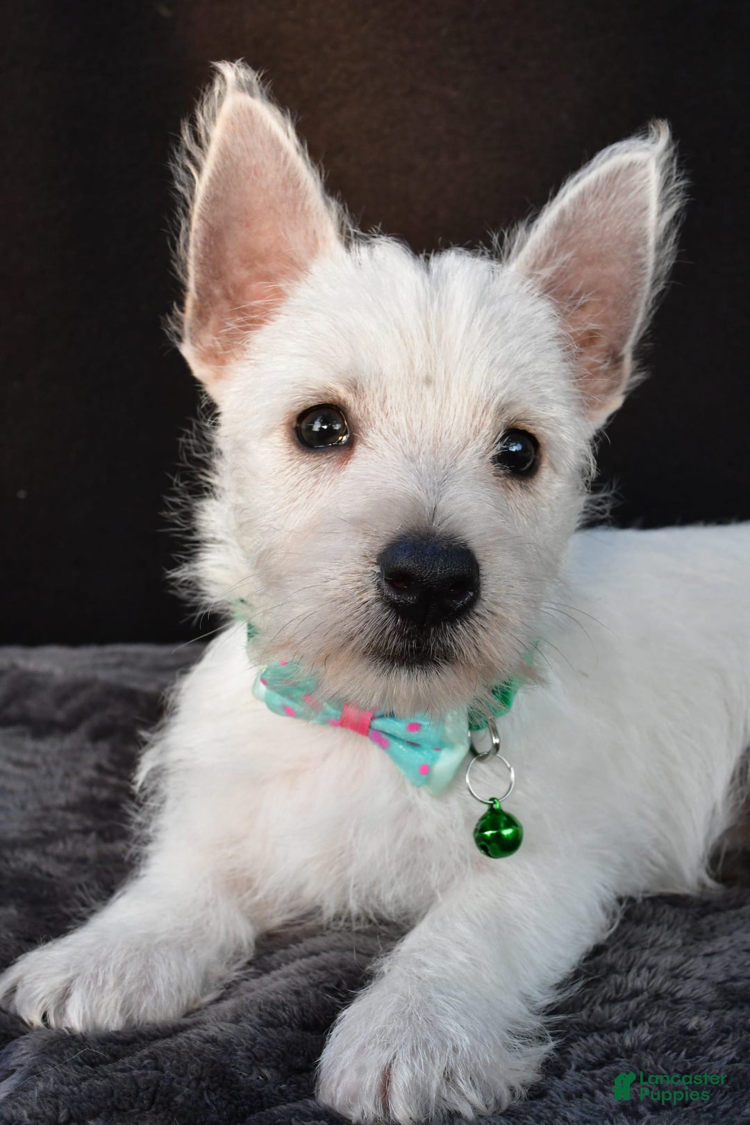 West Highland Terrier dogs for sale: Omar - Image 7