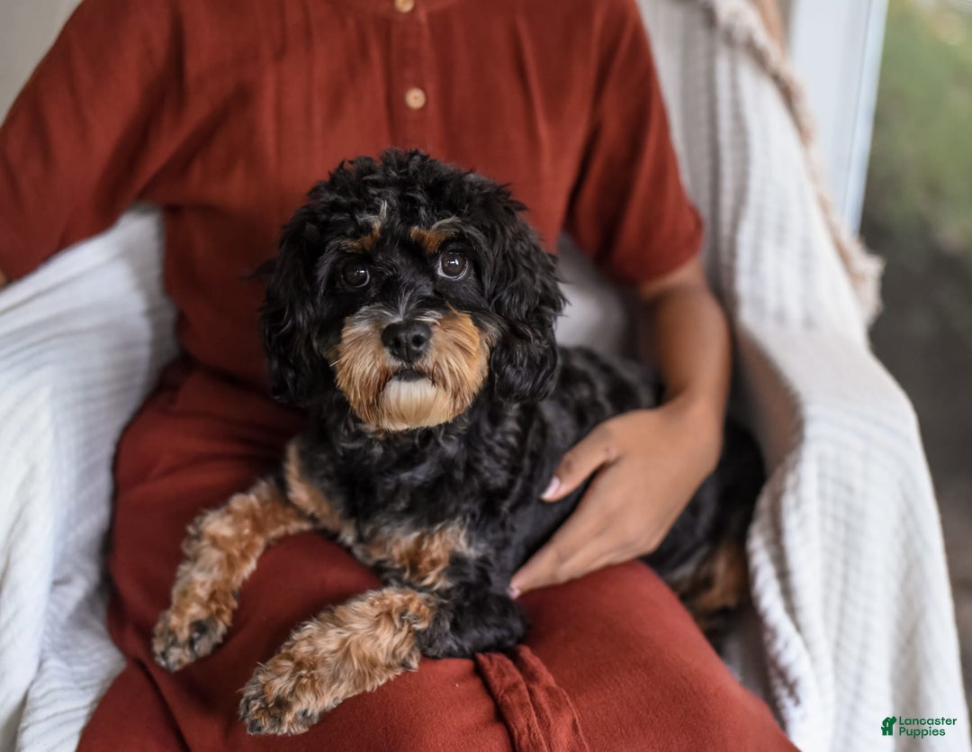 Cavapoo dogs for sale: Truffles - Image 8