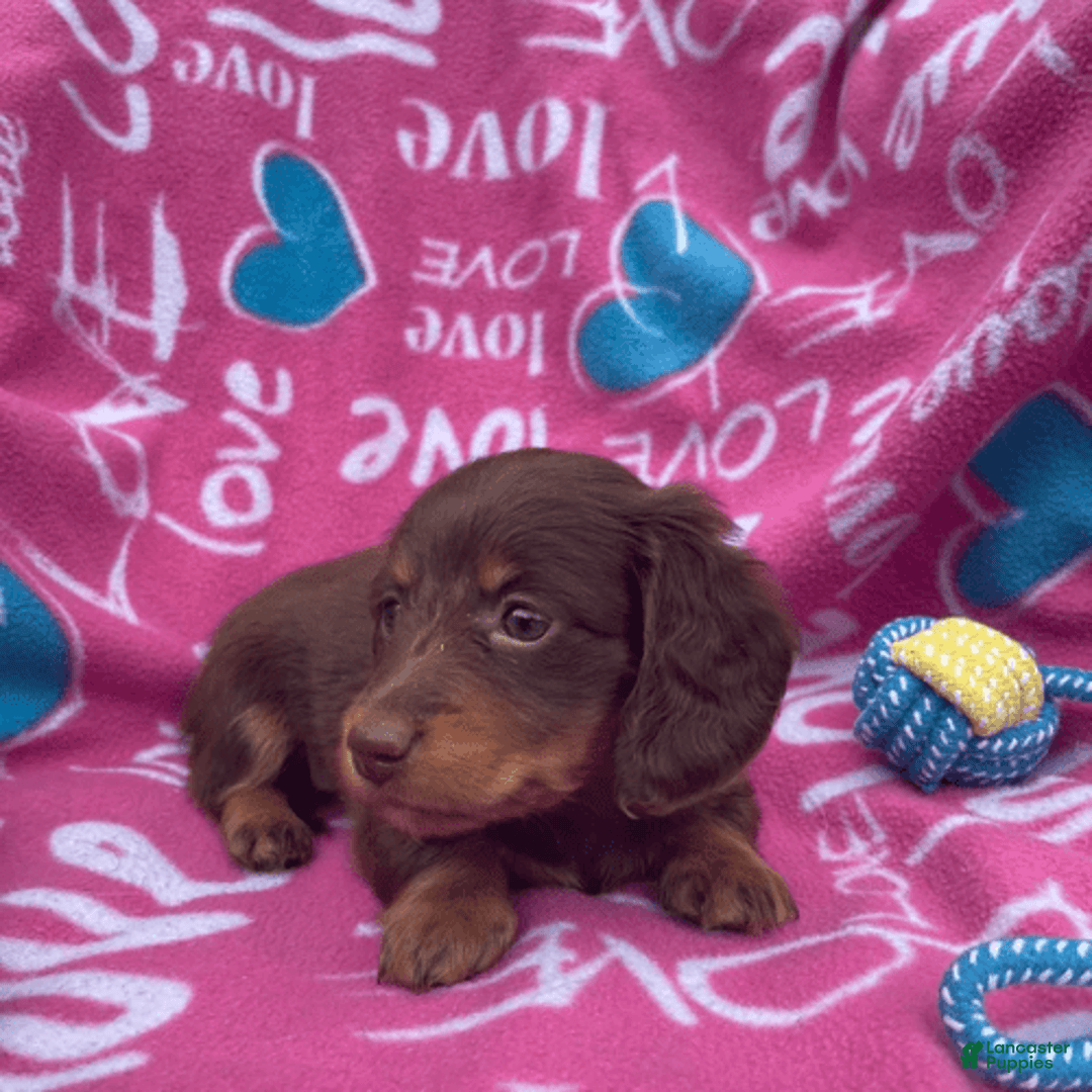 Dachshund dogs for sale: Brownie Chocolate Girl 1952 - Image 13