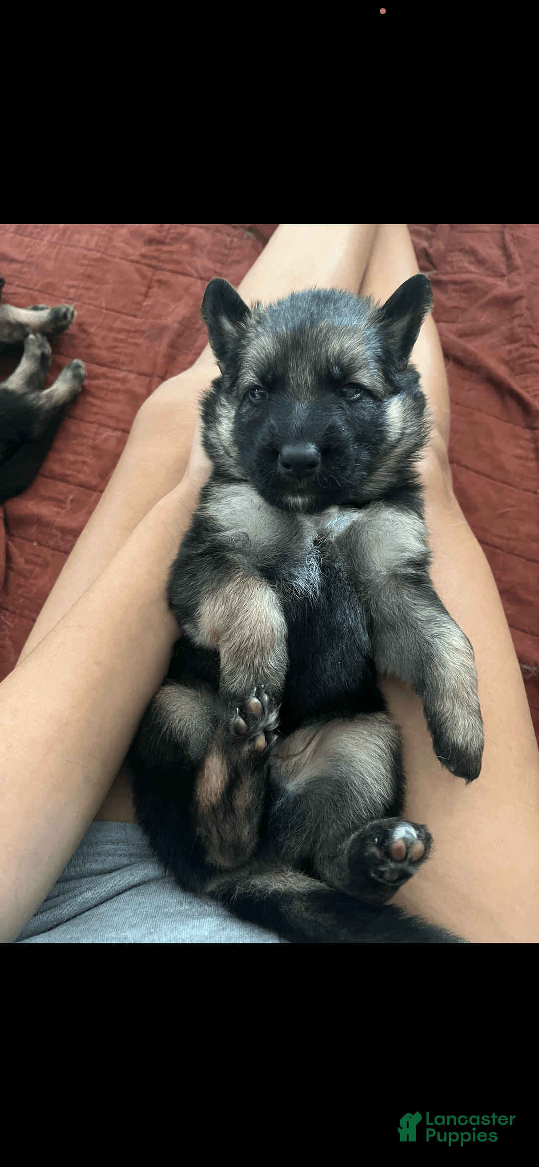 German Shepherd dogs for sale: Cedar - Image 7