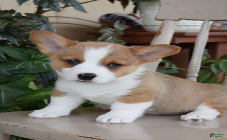Welsh Corgi Pembroke dogs for sale - Ad 2