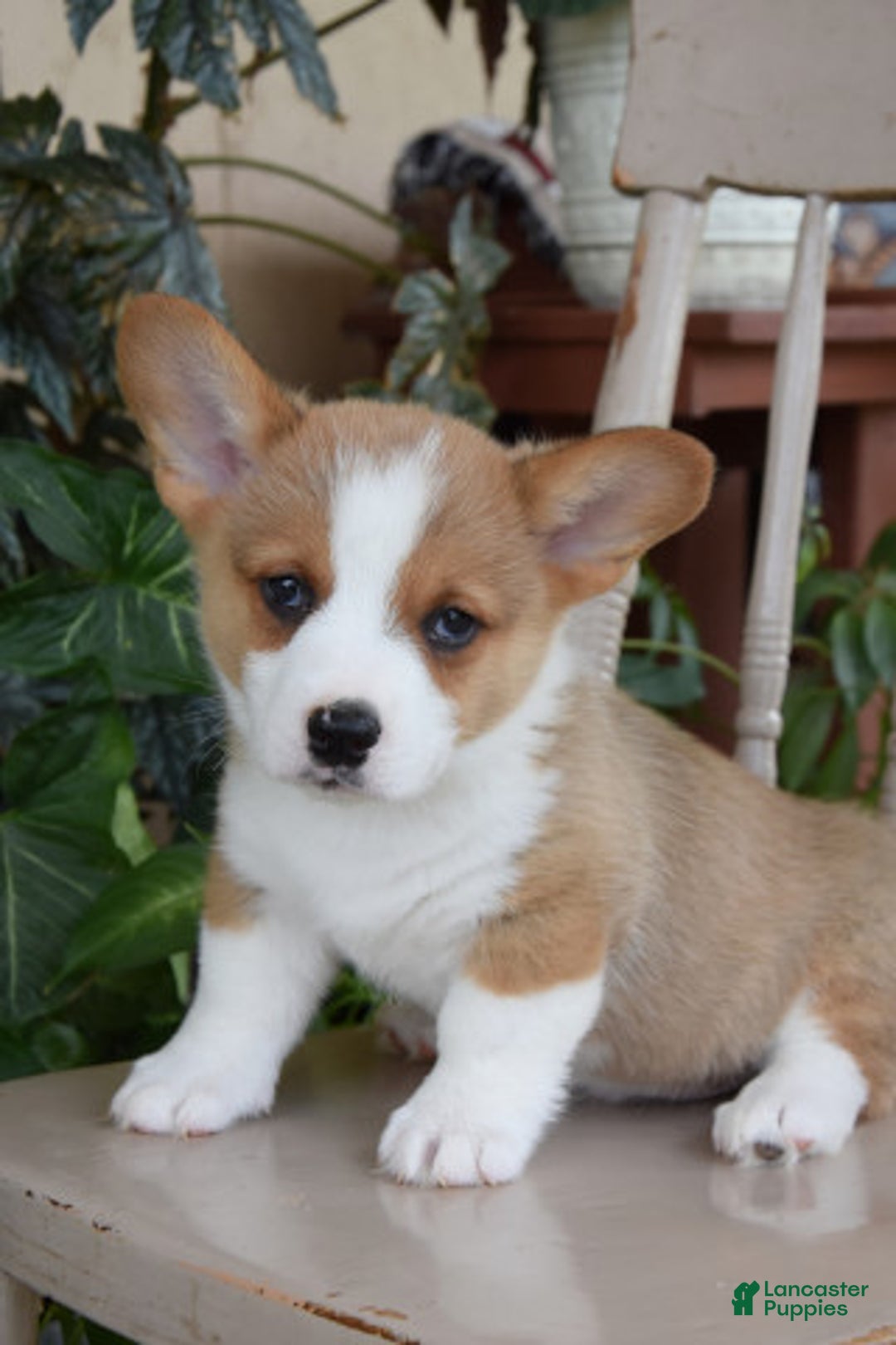 Welsh Corgi Pembroke dogs for sale: Fletcher - Image 3