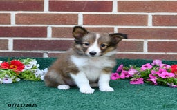 Shetland Sheepdog dogs for sale: Fudge - Image 3