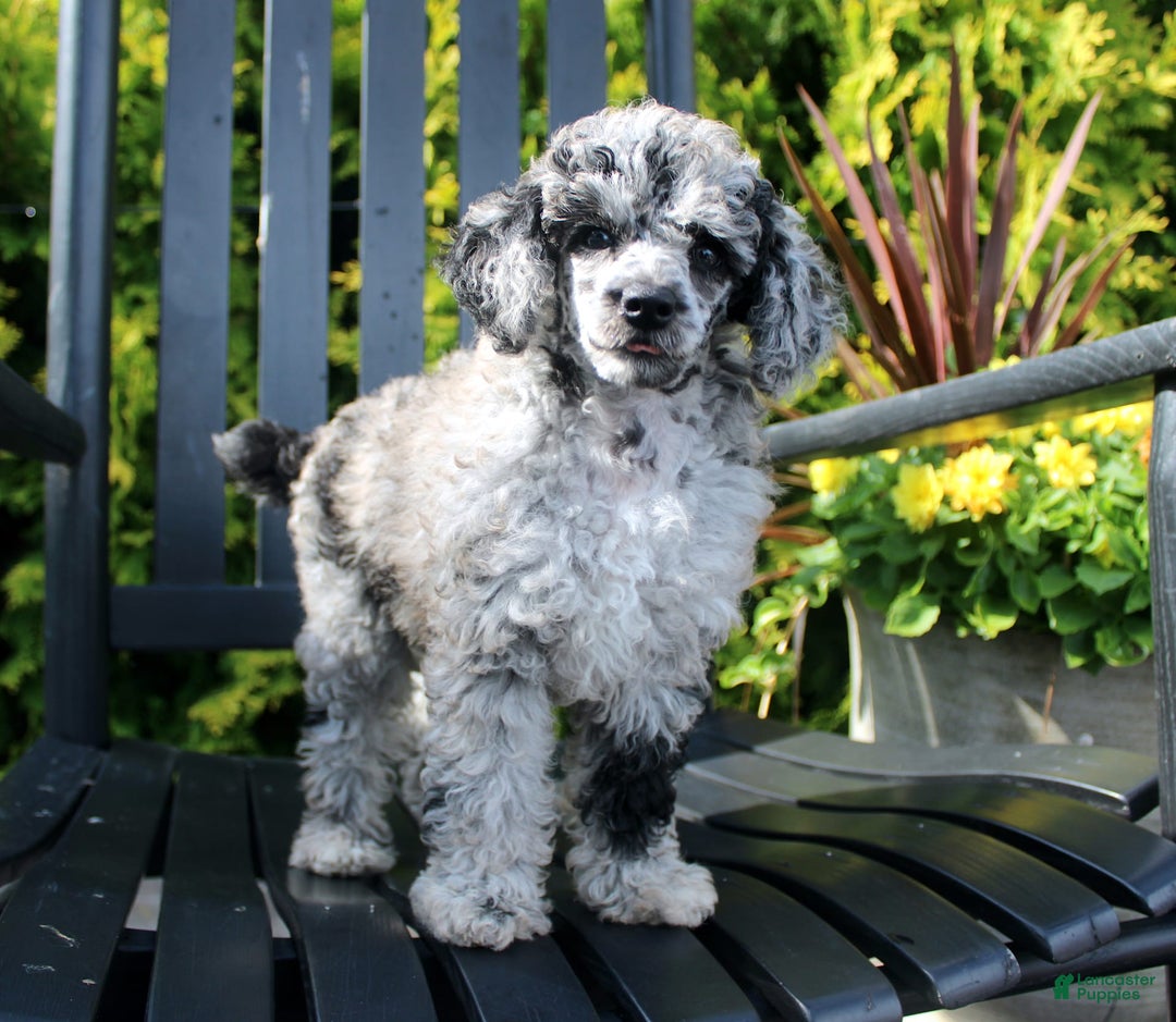 Miniature Poodle dogs for sale: Sweetheart - Image 4