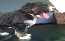 Bernedoodle dogs for sale: Becca - Image 3
