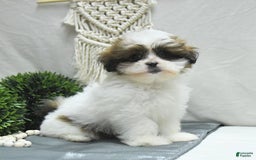 Shihpoo dogs for sale: Moose - Image 8